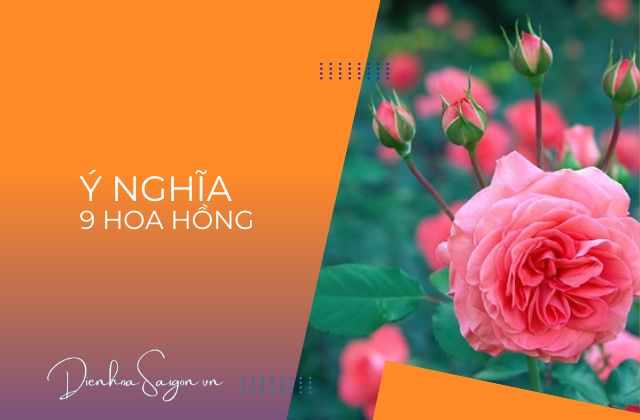 Ý nghĩa 9 hoa hồng
